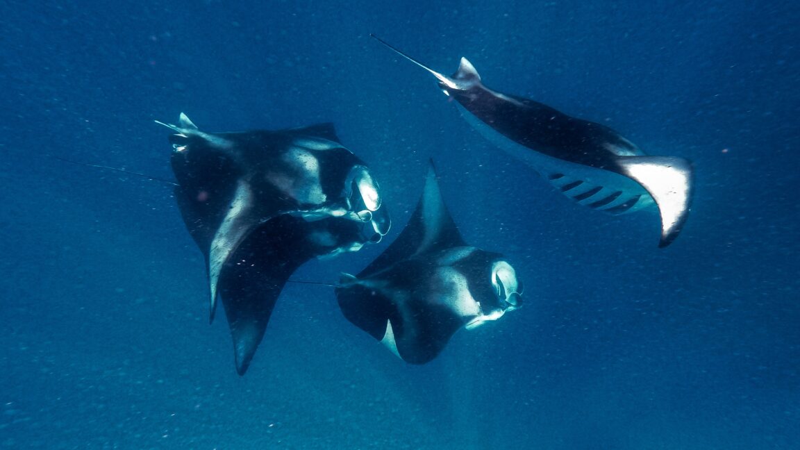 Manta rays encourage sooner swimming robots and higher water filters