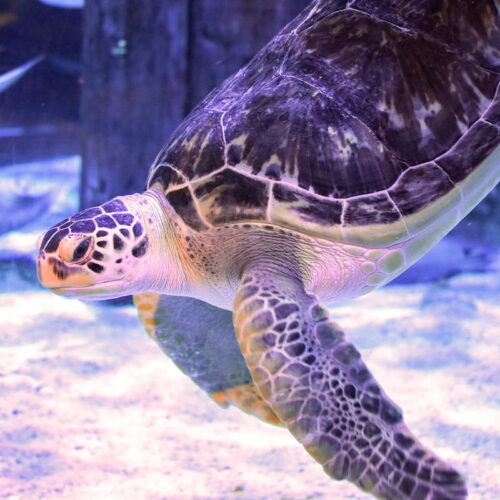 Injured green sea turtle relearns how to swim thanks to 3D-printed harness thumbnail