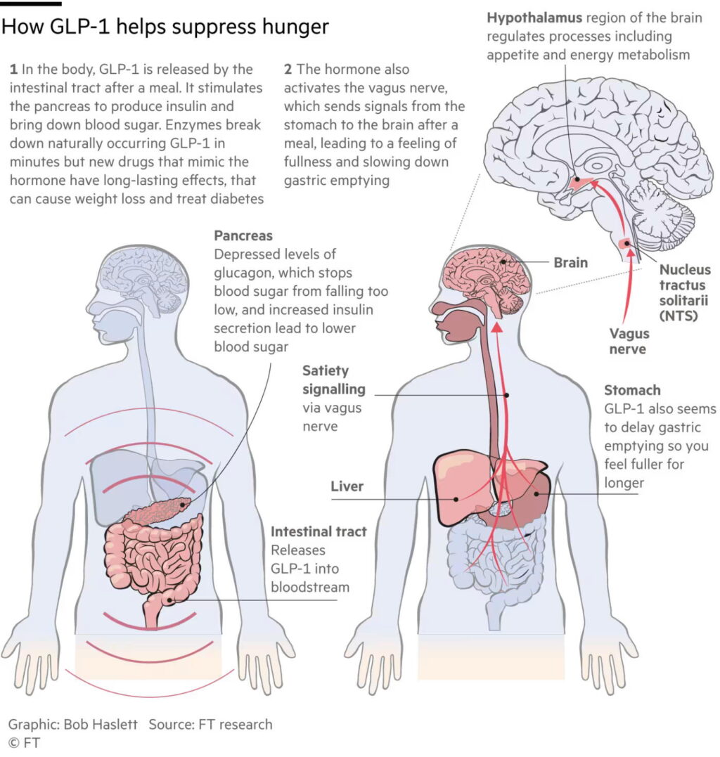 Illustration of how GLP-1 drugs work