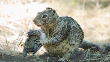 A CALIFORNIA GROUND SQUIRREL IN CONTA COSTA COUNTY RUNS WITH A VOLE IT HUNTED IN ITS MOUTH.