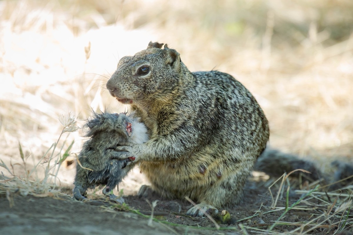 These squirrels are cold-blooded vole killers - Ars Technica