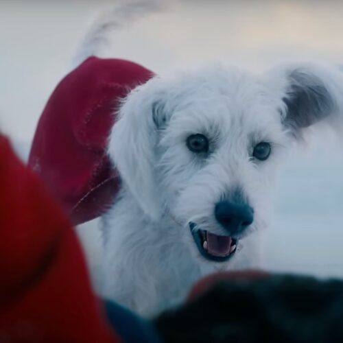 Krypto steals the show in Superman teaser