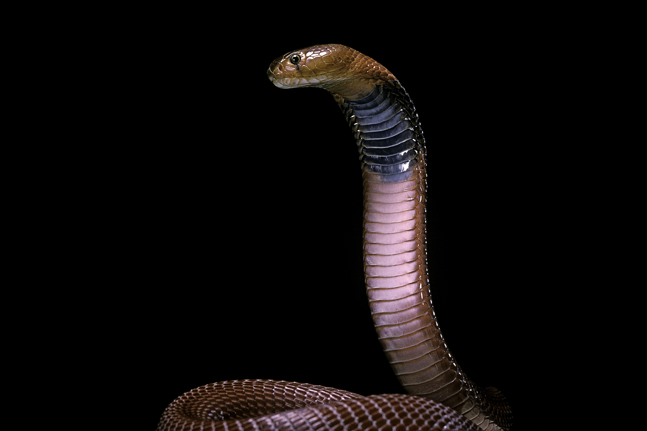 Researchers use AI to design proteins that block snake venom