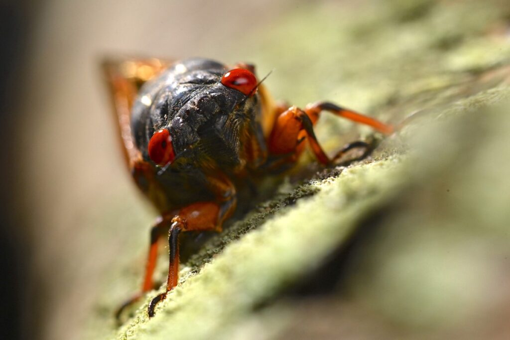 A periodical cicada on a tree