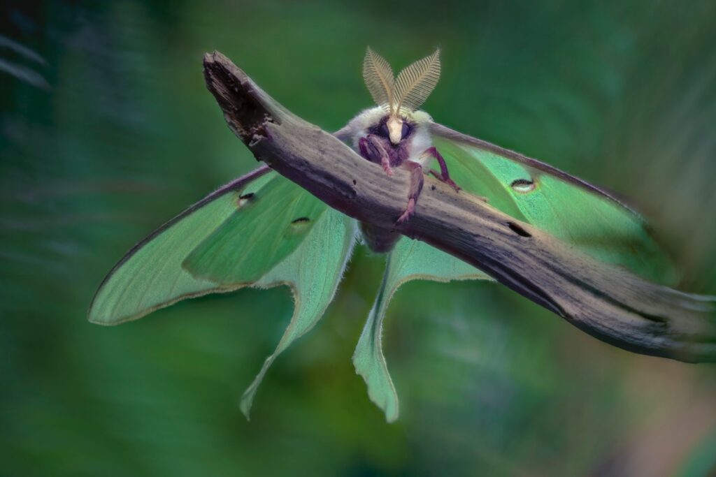 A luna moth perched on a twig.