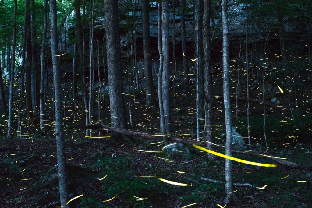 Common eastern fireflies light the forest at twilight.