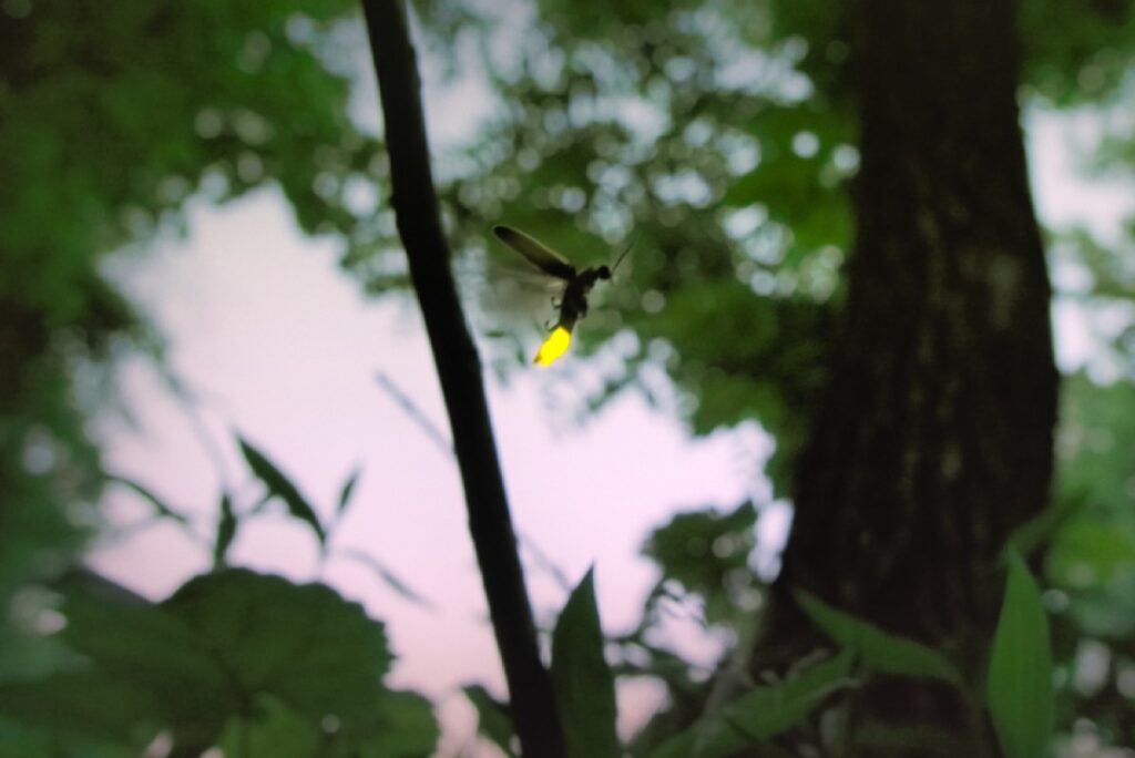 A glowing firefly flying through the forest at night.