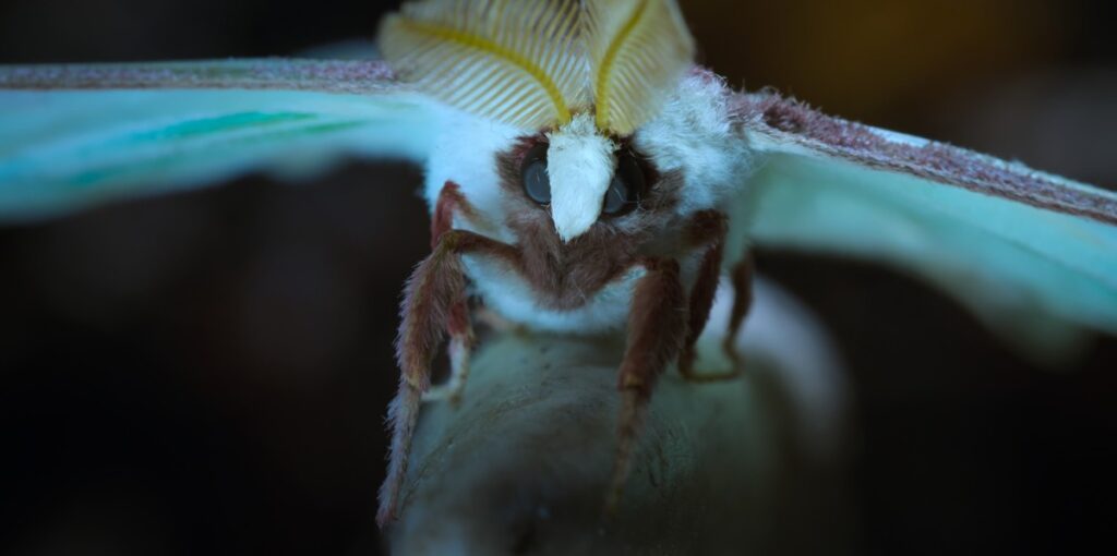 A luna moth stands on a stag beetle's horn