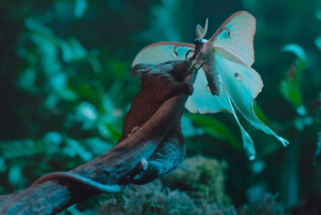 A luna moth escapes from a mouse.