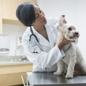 Vet examining dog