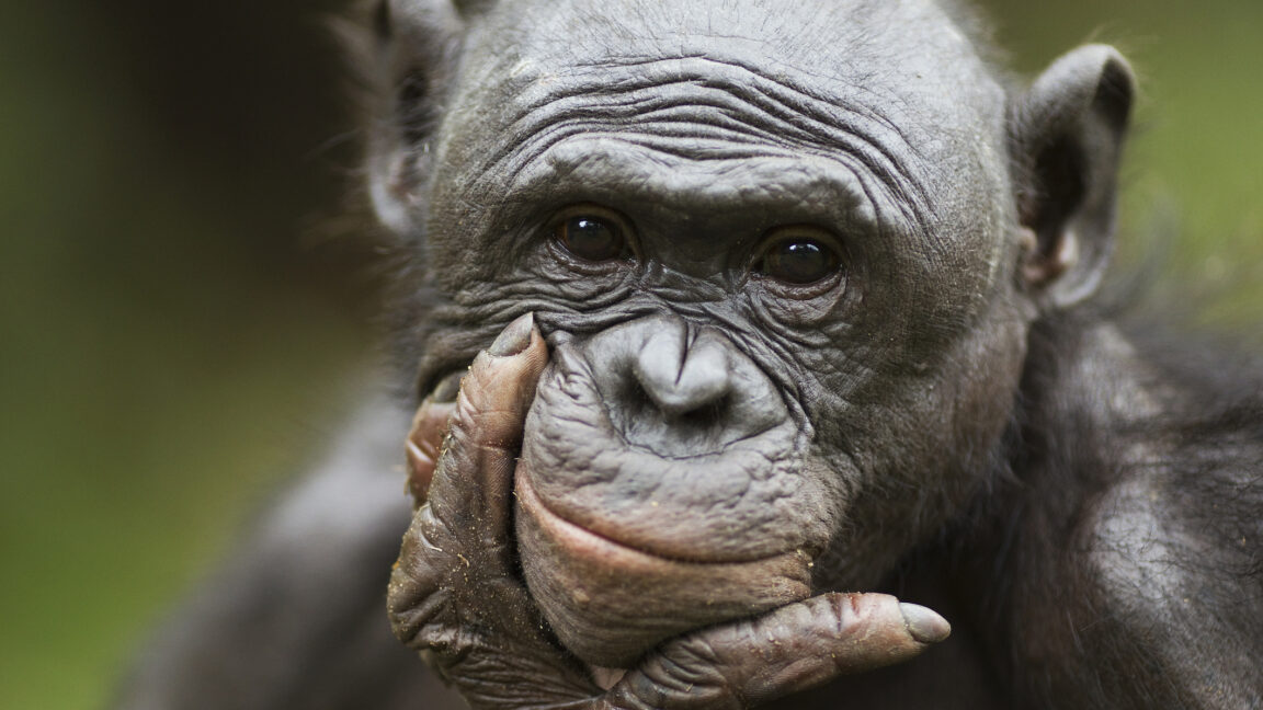 Bonobos recognize when humans are ignorant, try to help