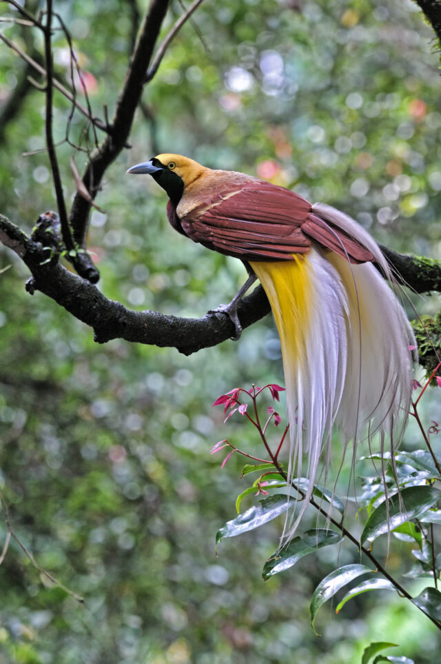 Flashy exotic birds can actually glow in the dark