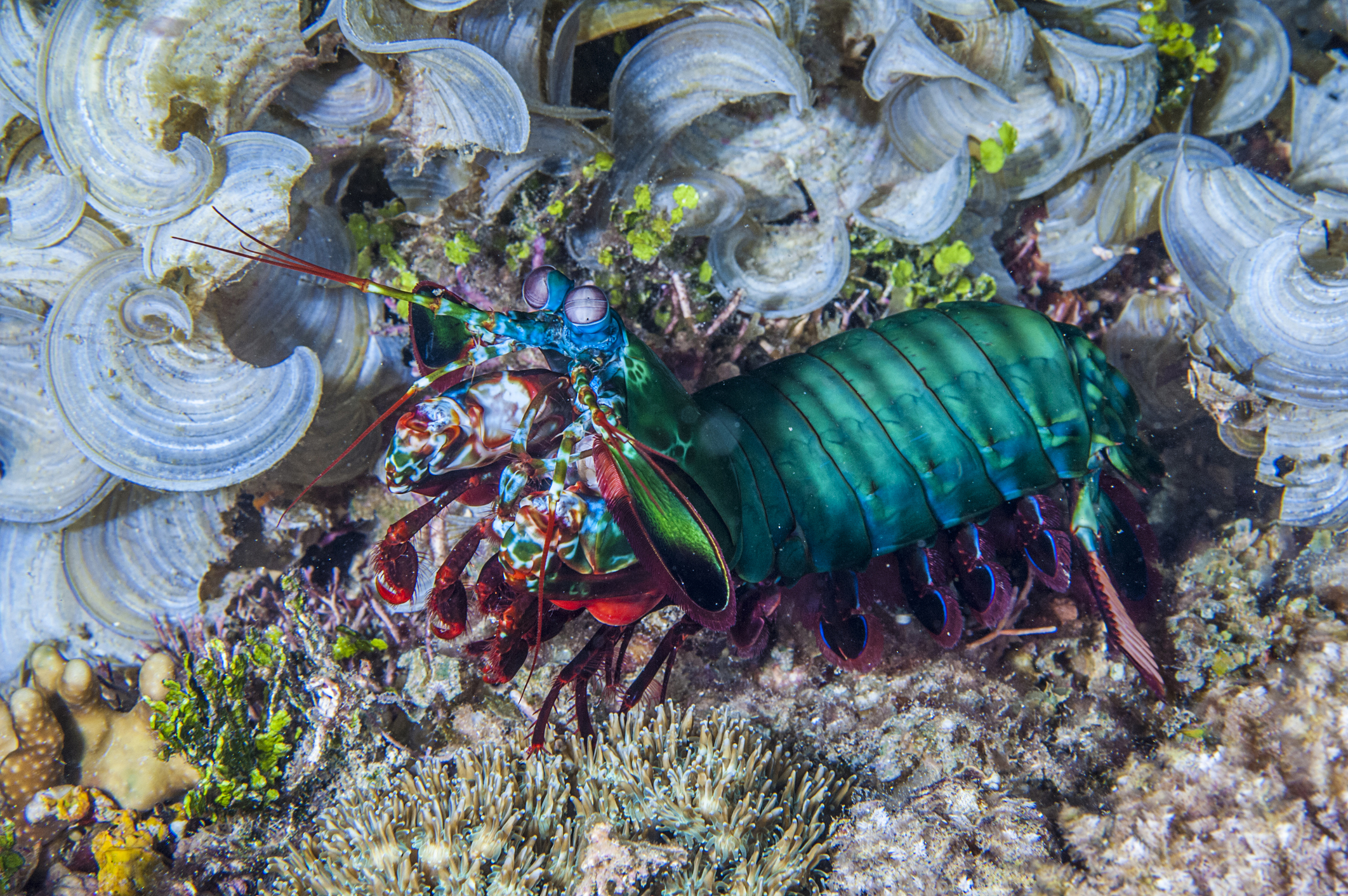 The seemingly indestructible fists of the mantis shrimp can take a ...