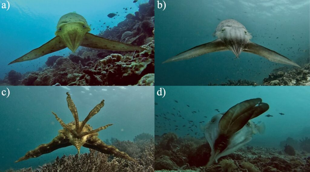 Wild broadclub cuttlefish Sepia latimanus hunting with four different displays: (a) leaf, (b) passing-stripe, (c) branching coral, and (d) pulse display.