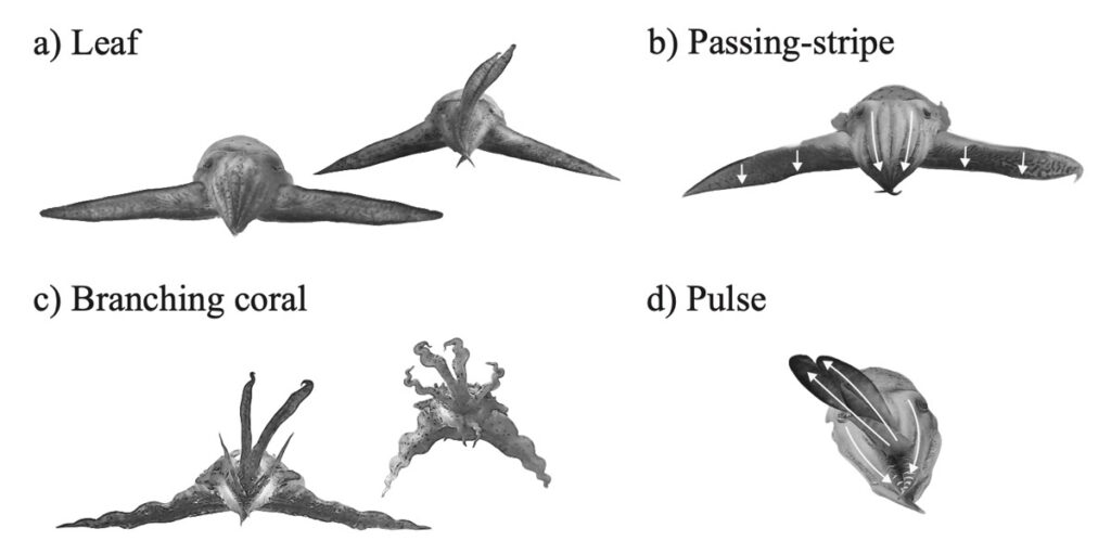 Representative examples of the four main hunting displays viewed from prey perspective.