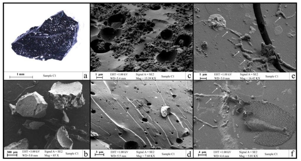 FE-SEM images of brain samples shown at different magnifications