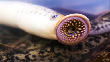 Photo of a lamprey