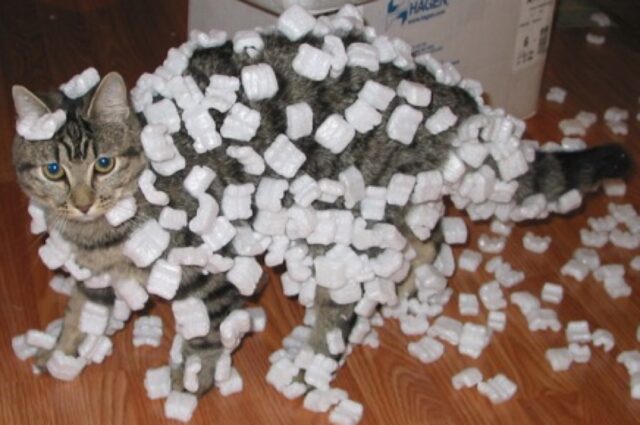 Styrofoam peanuts clinging to a cat's fur due to static electricity.