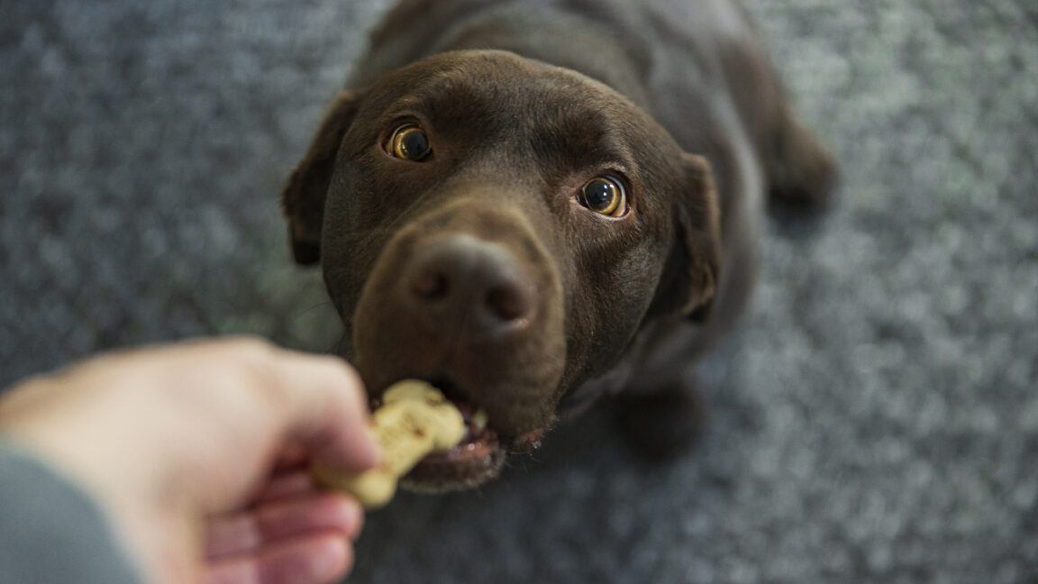 In one dog breed, selection for utility may have selected for obesity