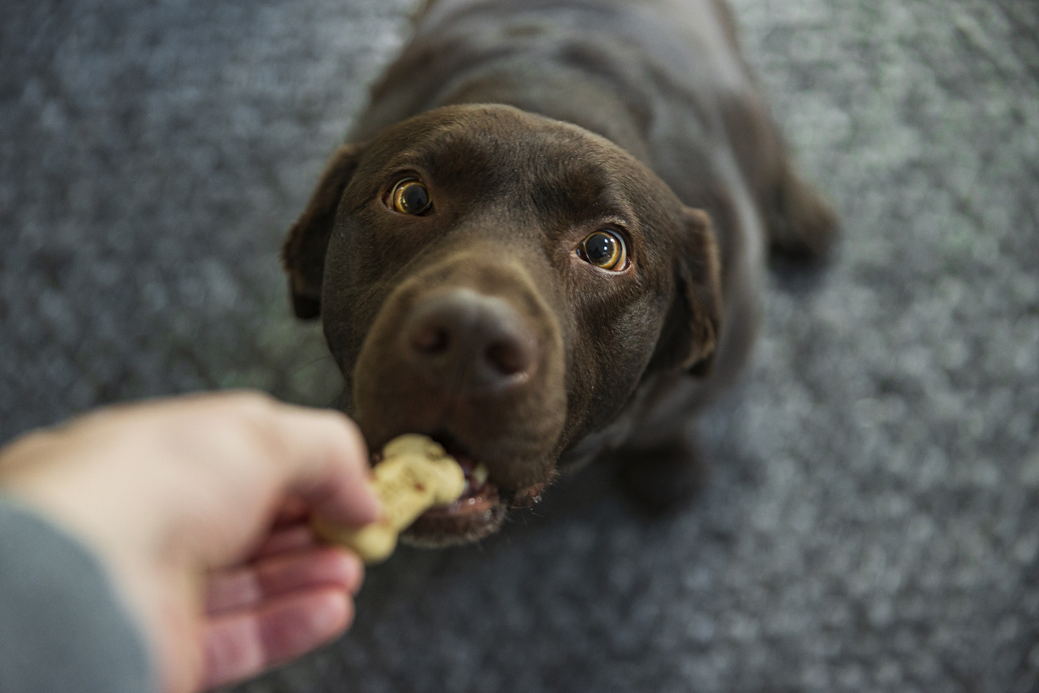 Have we accidentally bred some dogs for obesity? - Ars Technica