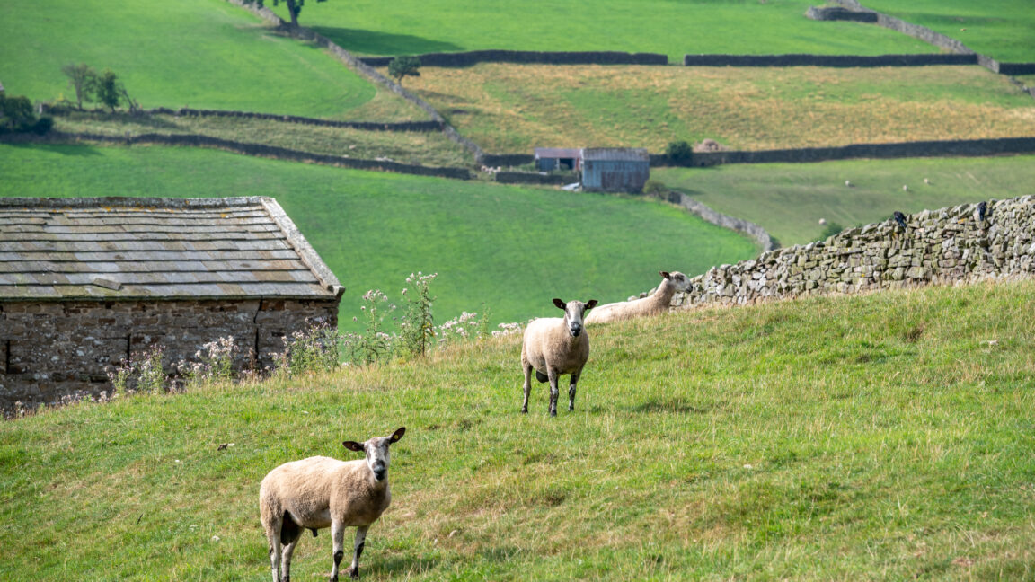 UK on alert after H5N1 bird flu spills over to sheep in world-first