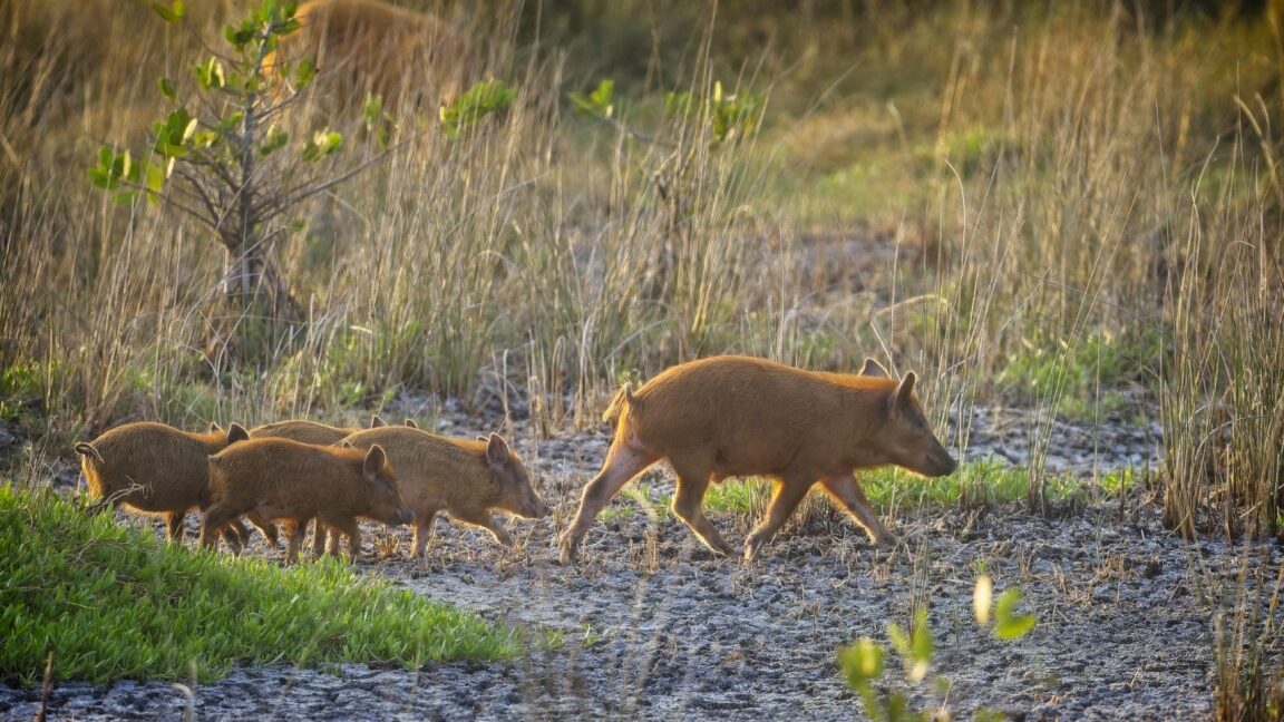 Florida man eats feral pig meat, contracts rare biothreat bacteria