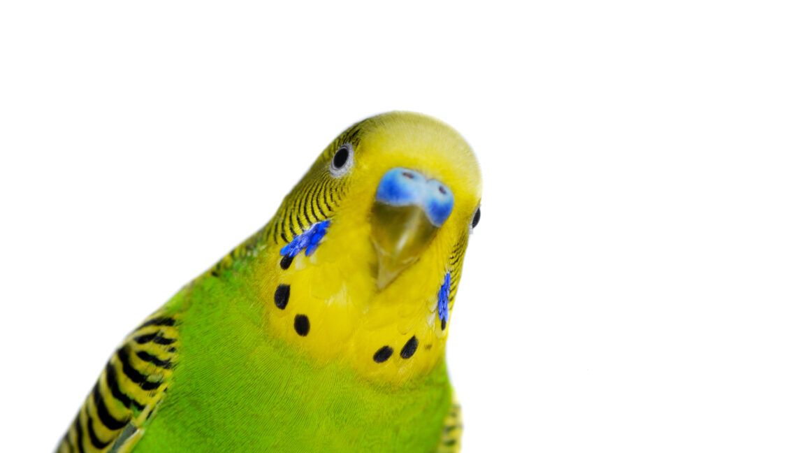 Brains of parrots, unlike songbirds, use human-like vocal control