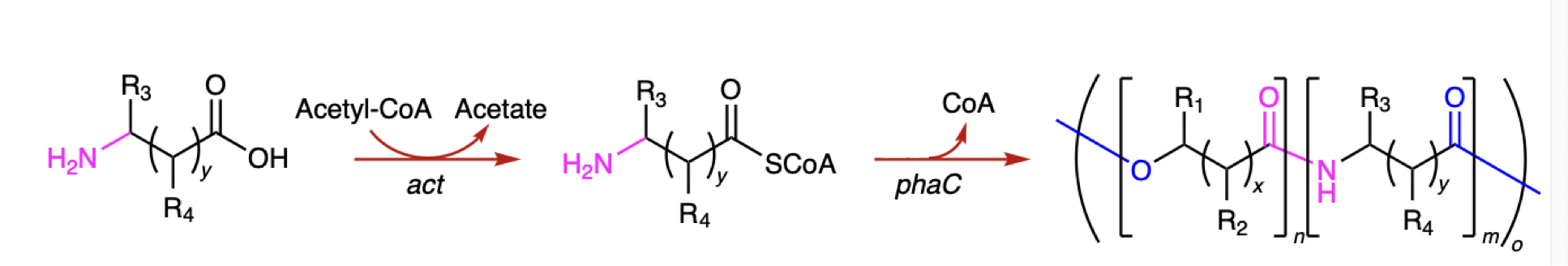 Image of a series of chemical reactions, with enzymes driving each step forward.