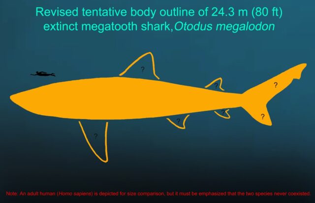 Revised tentative body outline of 24.3 meters (80 feet) extinct megatooth shark, Otodus megalodon.