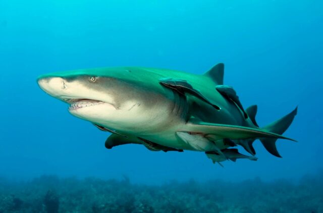 Shark biologists now say a lemon shark, like this one, is a better model of the extinct megalodon's body than the great white shark.