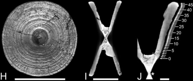 (H) One of the largest vertebrae of Otodus meg- alodon; (I and J) CT scans showing cross-sectional views.