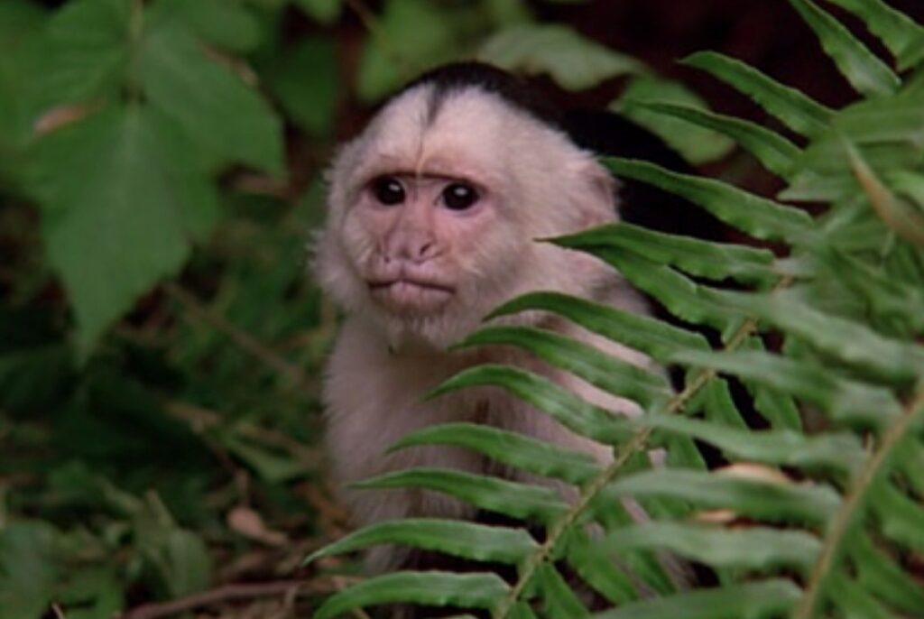 closeup of a small monkey hiding amid foliage