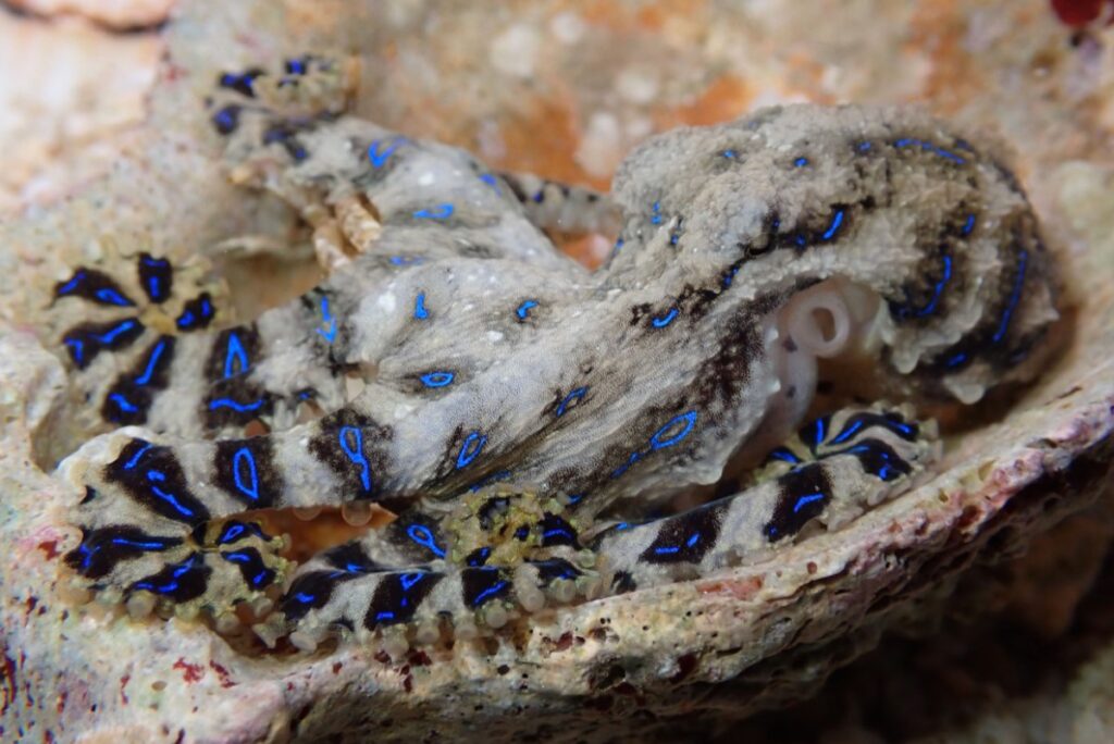 Male blue-lined octopuses inject females with venom during sex to avoid being eaten