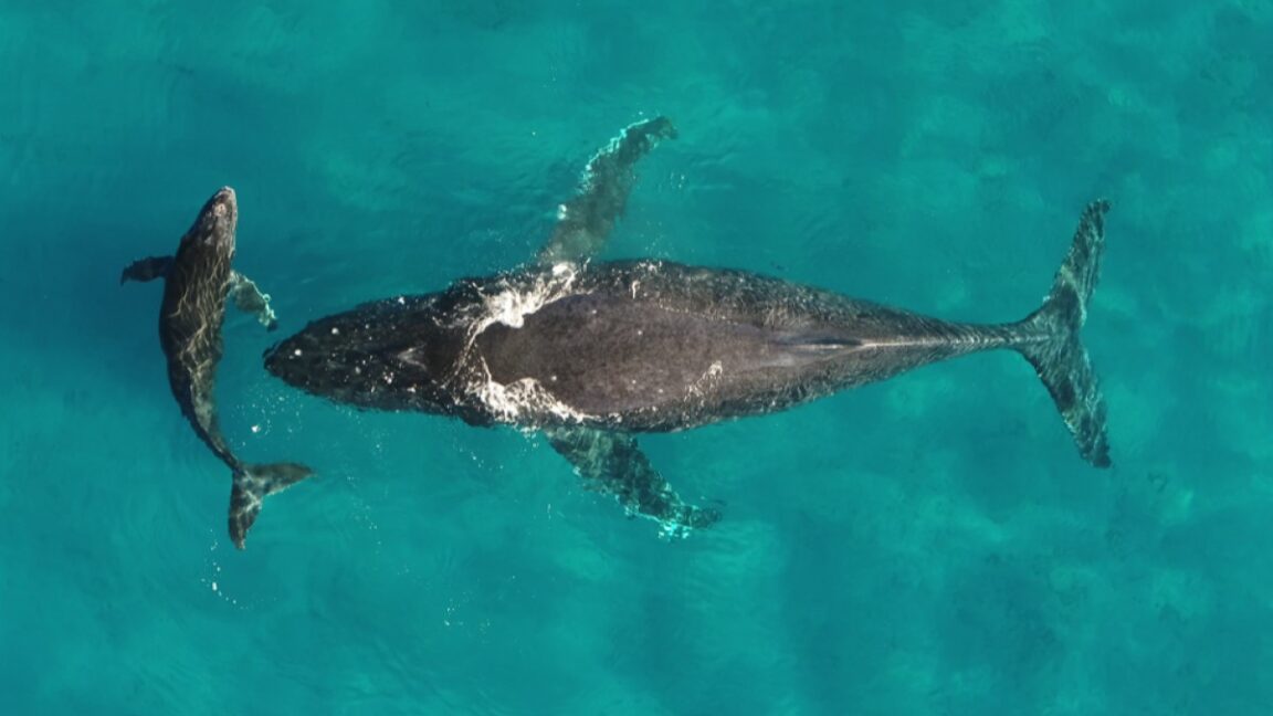 How whale urine benefits the ocean ecosystem