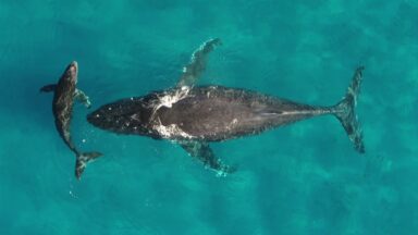 Climate Change Throws Migratory Routes of Marine Life into Disarray