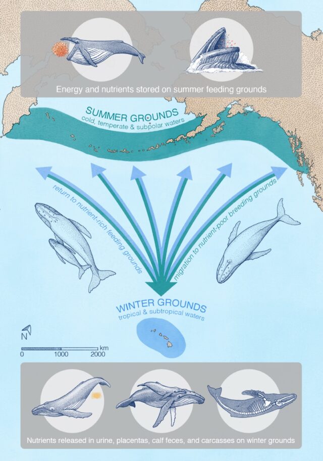 illustration showing how whale urine spreads throughout the ocean ecosystem