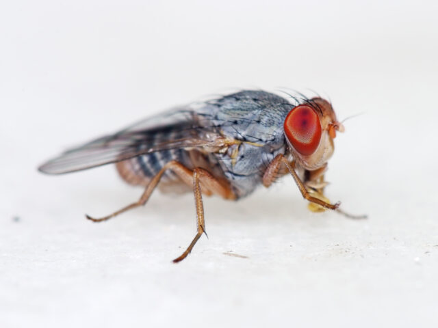 A fruit fly on a white background, with red eyes, a grey body, and dark stripes.