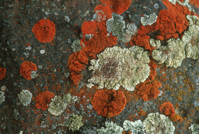Lichens can survive almost anything, and some might survive Mars