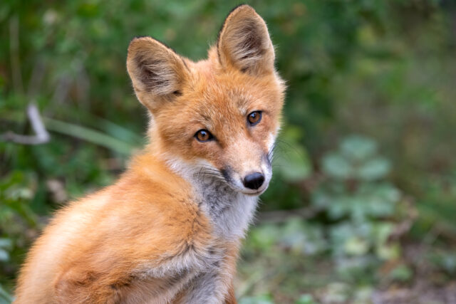 Tapeworm in fox poop that will slowly destroy your organs is on the rise