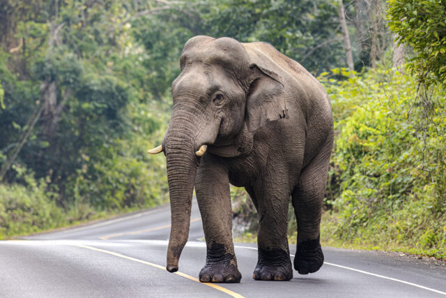 Editorial: Mammoth de-extinction is bad conservation
