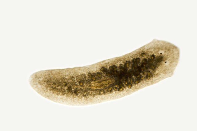 To regenerate a head, you first have to know where your tail is
