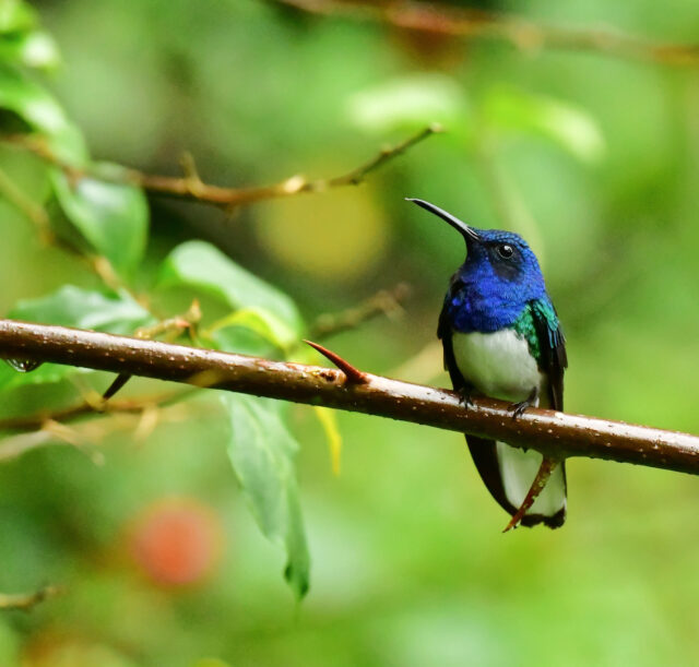 Newly hatched hummingbird looks, acts like a toxic caterpillar