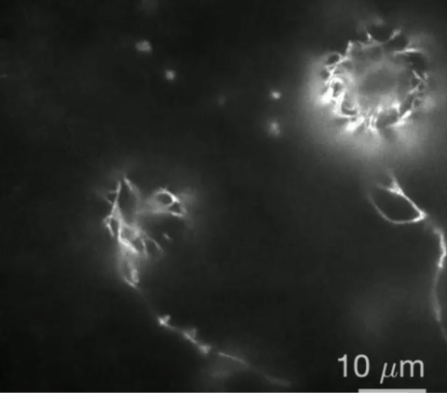 We have the first video of a plant cell wall being built