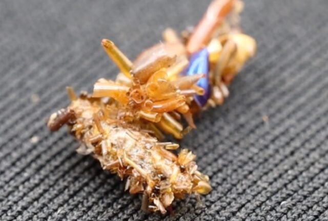 Bone collector caterpillar adorns itself in insect body parts