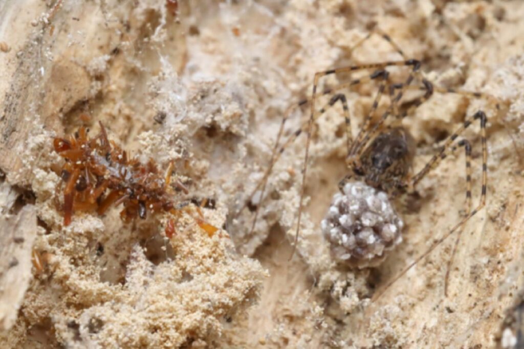 Bone collector larva in web.
