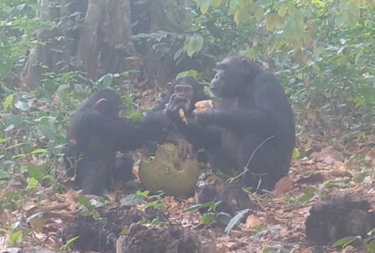 chimp1.jpg