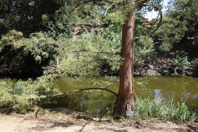 A 2,000-year-old battle ended in fire, and a tree species never recovered