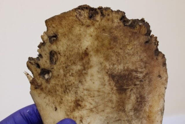 Research roundup: Tattooed tardigrades and splash-free urinals 2 Pancreatic injuries through large Felid Skiwing