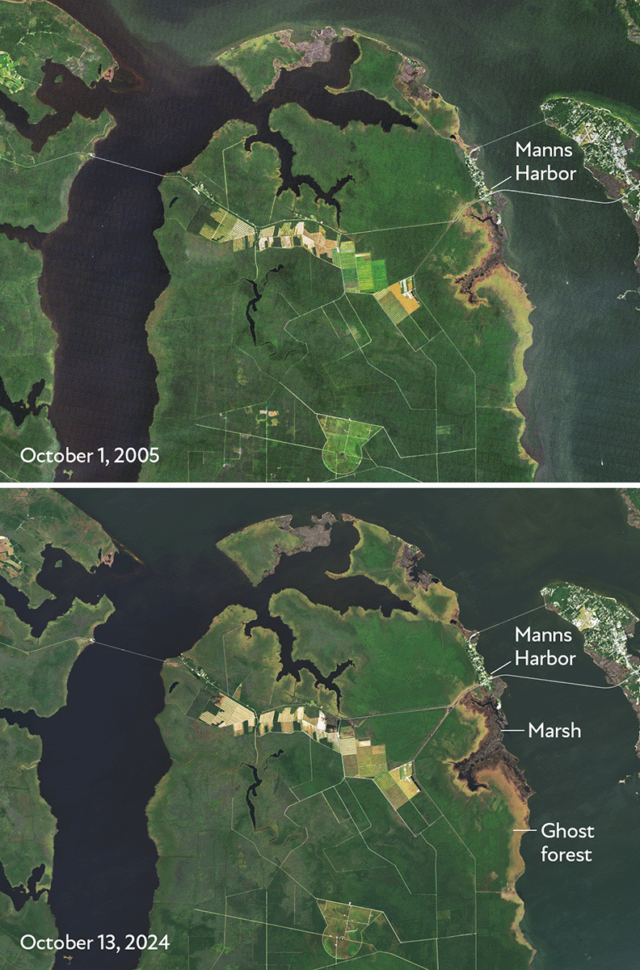 On North Carolina’s Albemarle-Pamlico Peninsula, a combination of sea level rise, drought and hurricane saltwater flooding has expanded ghost forests in recent decades A large section near Manns harbor is observable from space, seen here as the brown and tan patches along the right side of the peninsula.