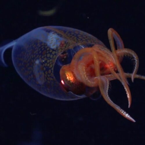 Research roundup: Tattooed tardigrades and splash-free urinals